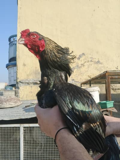 lassani breedr 03361155620