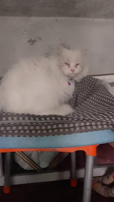 Persian cat white urgent sale