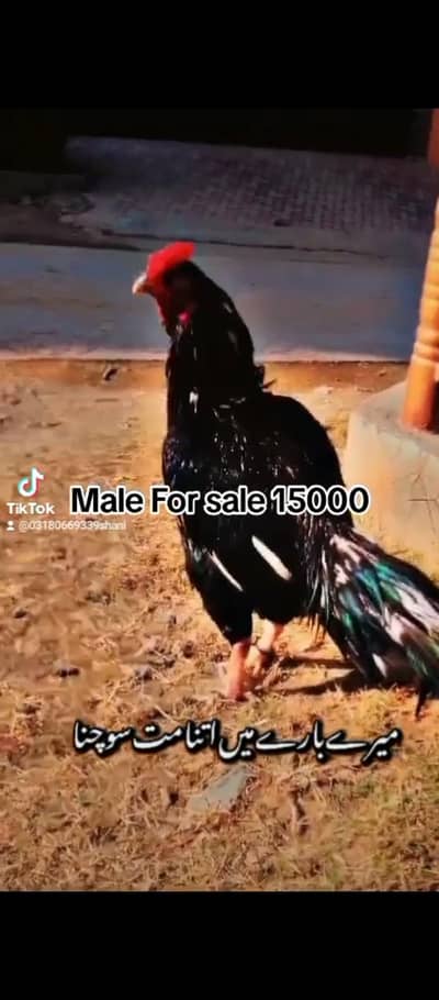 vip male breeder vedios wagera HR cheez mill jaay ge delivery all over