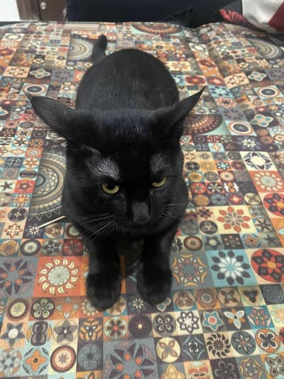 Persian kitten for sale healthy and active