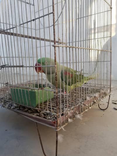 Raw Alexander parrot