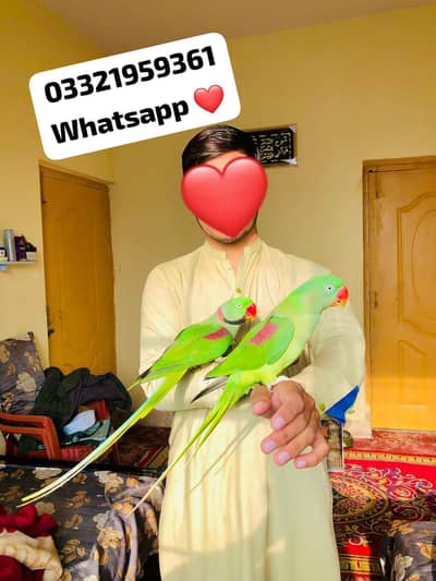 MashAllah Raw Breedar pair Available 