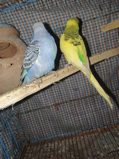 Breeder pairs for sale