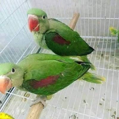 Kashmiri Raw Chicks Male Female