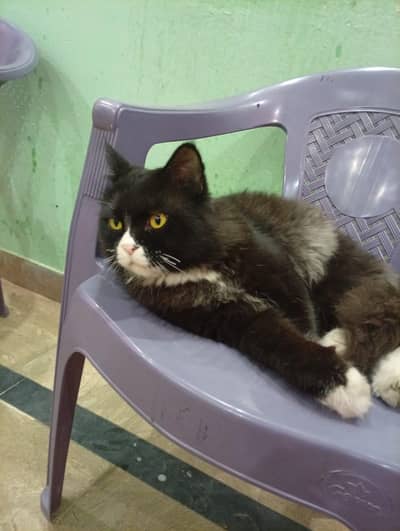 Persian cat hy urgent sale