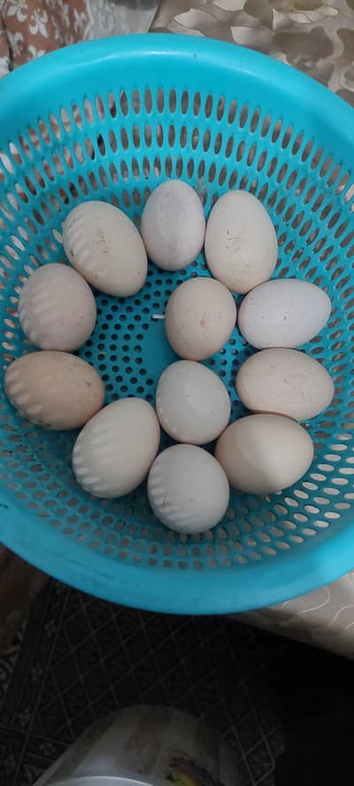 Desi Eggs