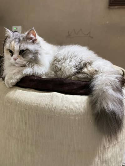 Persian Calico Cat Female Breeder