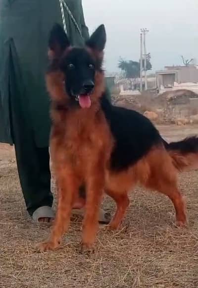 German shepherd long cout female breedar for sale