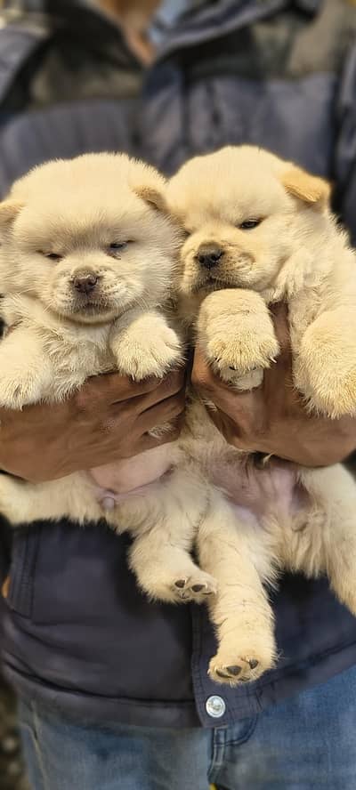 Chow Chow puppy looking for forever home