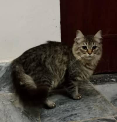 persian Male kitten for sale
