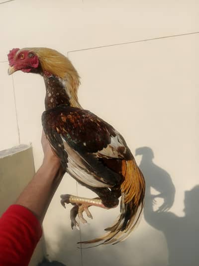 beautiful bird miamwali