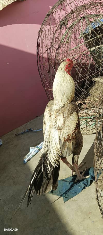 aseel jageeri murga 03033512480 WhatsApp