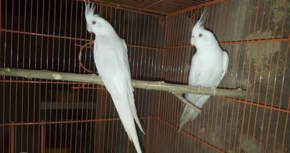 Eno cocktail for sale