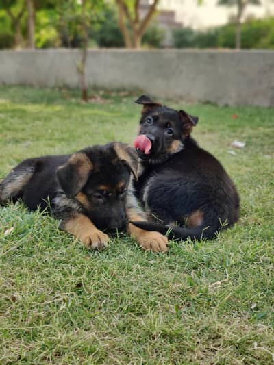 pedigree puppy for sale