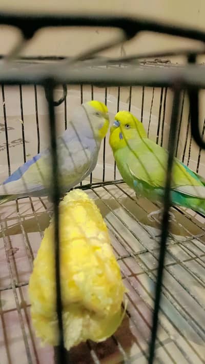 Rainbow Breader pair