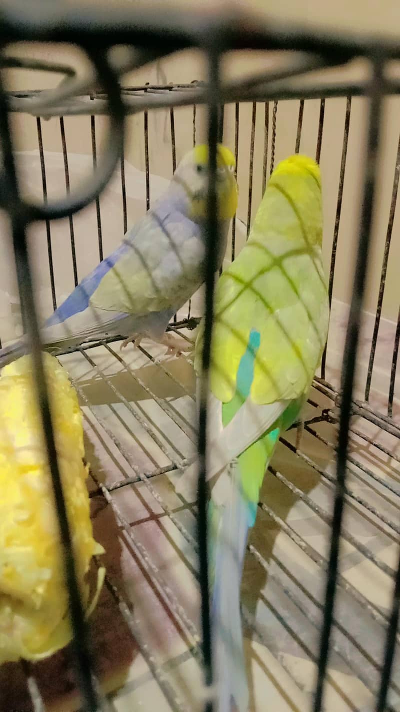 Rainbow Breader pair 1