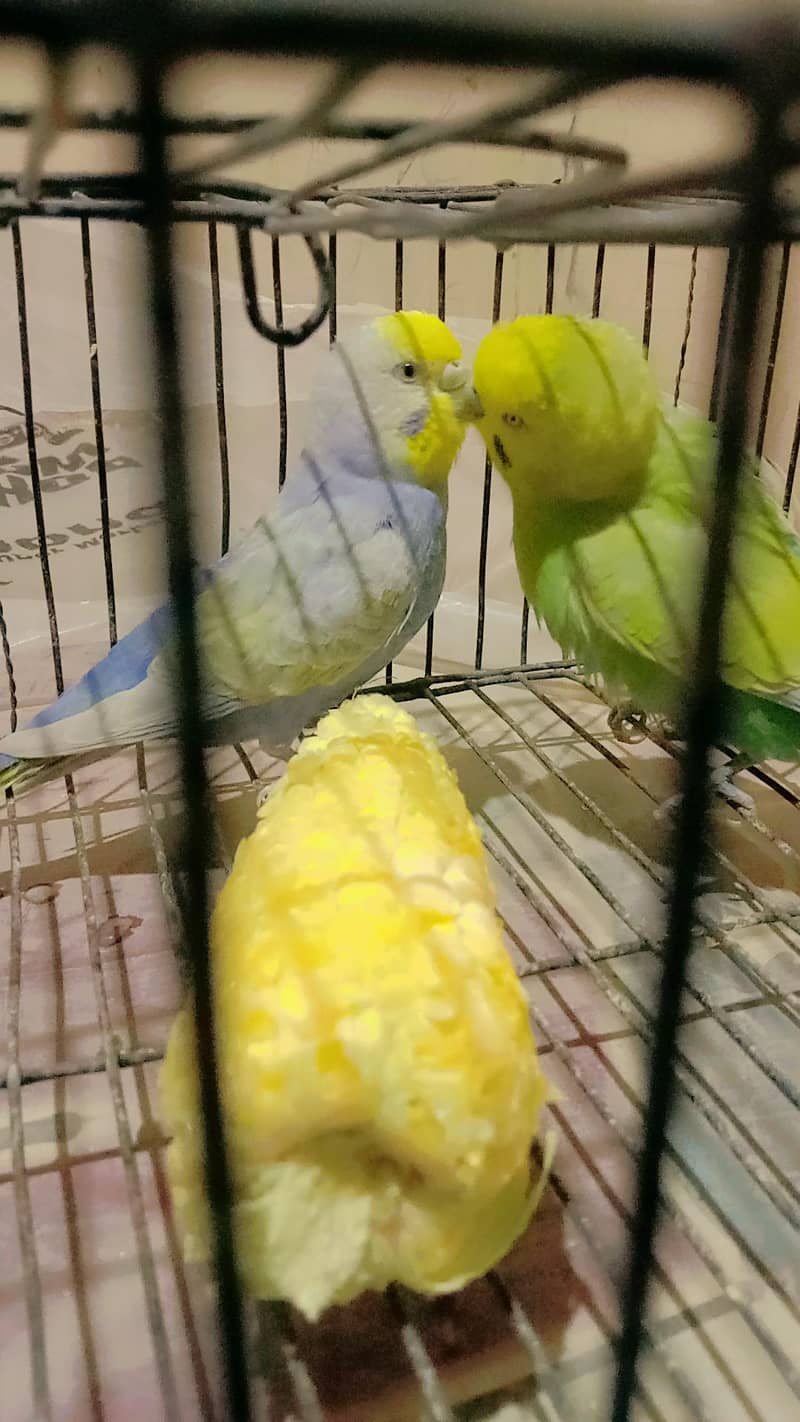 Rainbow Breader pair 2