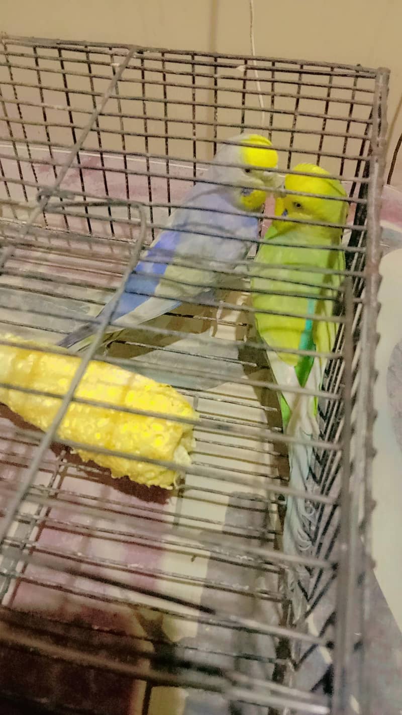 Rainbow Breader pair 3