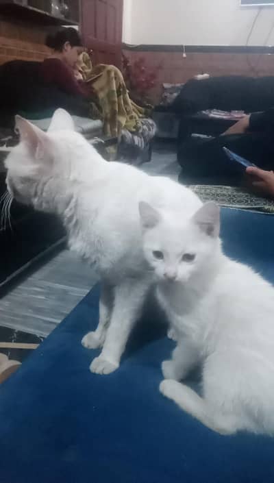 Adoption pure white female cat and kitten
