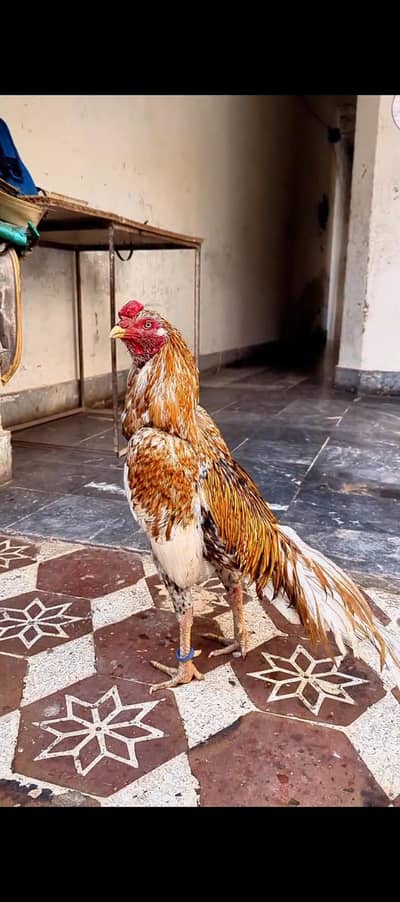 High quality peela cheena male for sale
