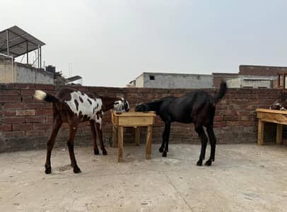 Beetal Bakri With Kid