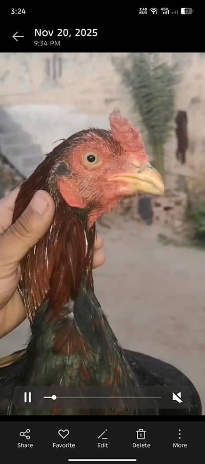 lakha aseel mianwali