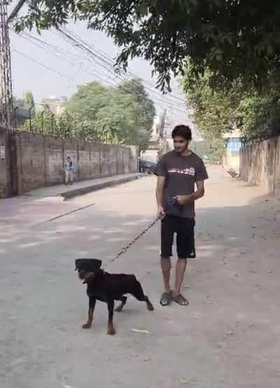 Rottweiler Female available for sale