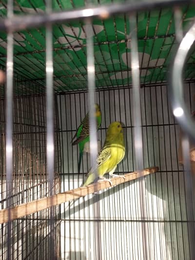 budgies & white java boundid 03022355316