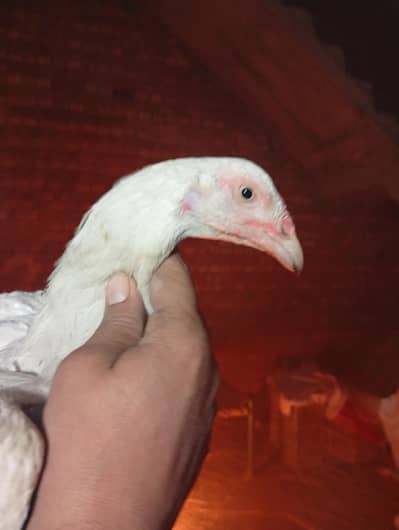 pepar whait Madi for sel location fsd i