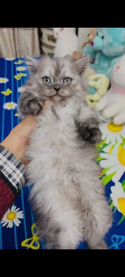 Persian cat vaccinated triple coted healthy active hai/0331/7823482/
