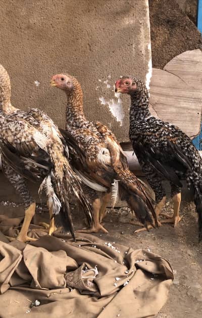 Indian parrots beak Tamil Nadu