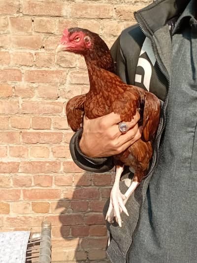 high quality high price