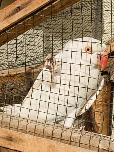 White Ringneck Red eye Breader Female he kisi bhai ko chaie rabta kare