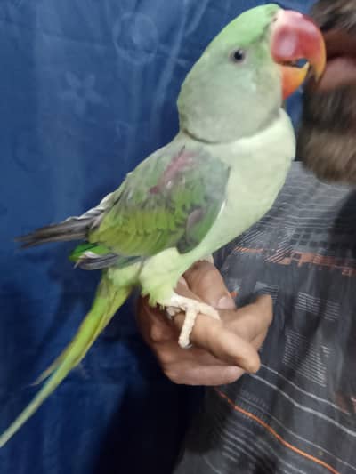 Green talking parrot