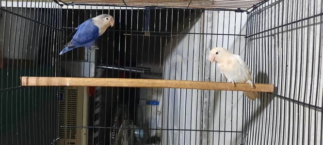 lovebirds breeder pairs available for sale