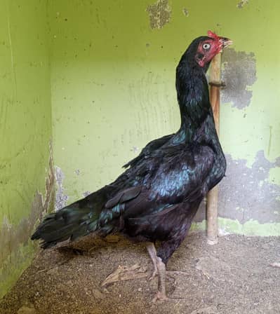 high quality mushka madiyan