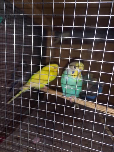 java , budgies for sale