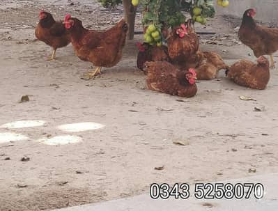 Rir -lowman Brown cross Trio