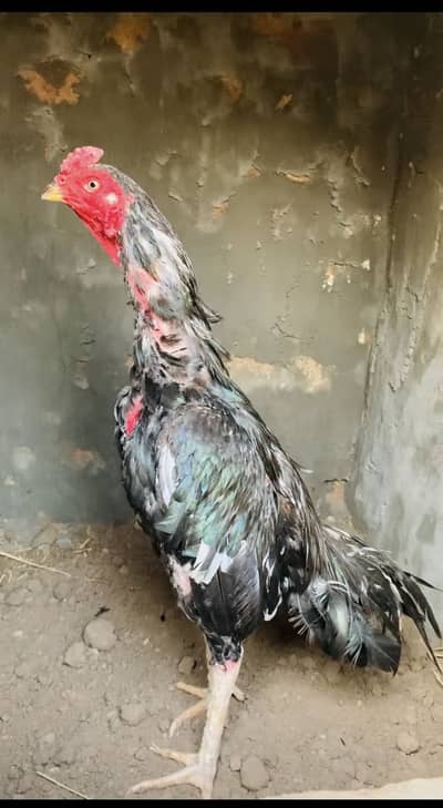 Aseel birds for sale