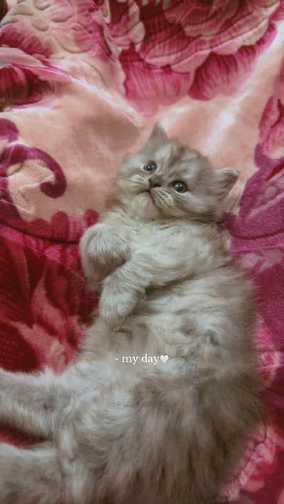 male Persian kitten available in 12k