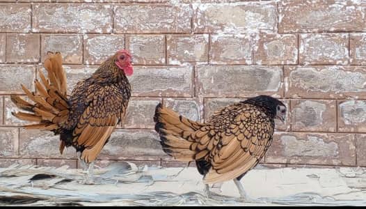 Golden sebrite breeder pair