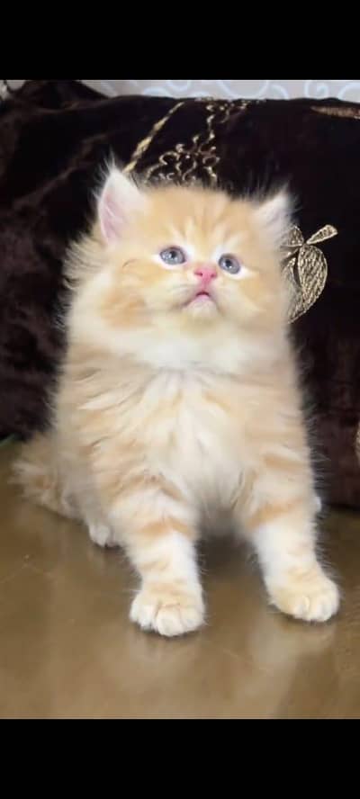 pure Persian cat triple coted and vaccinated WhatsApp/0331/7823482/