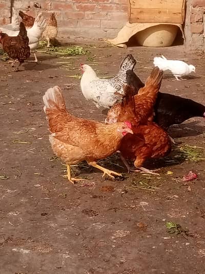 Egg laying hens Ghar ki Desi khoorak par pali hui