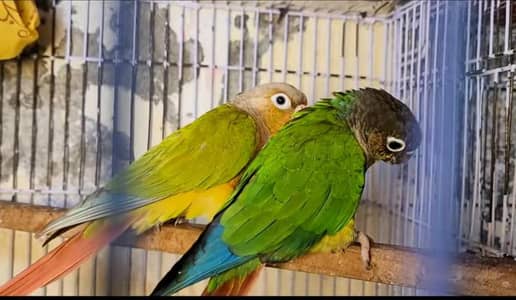 Conure Breeder Pair & Lovebird Breeder Pair Available