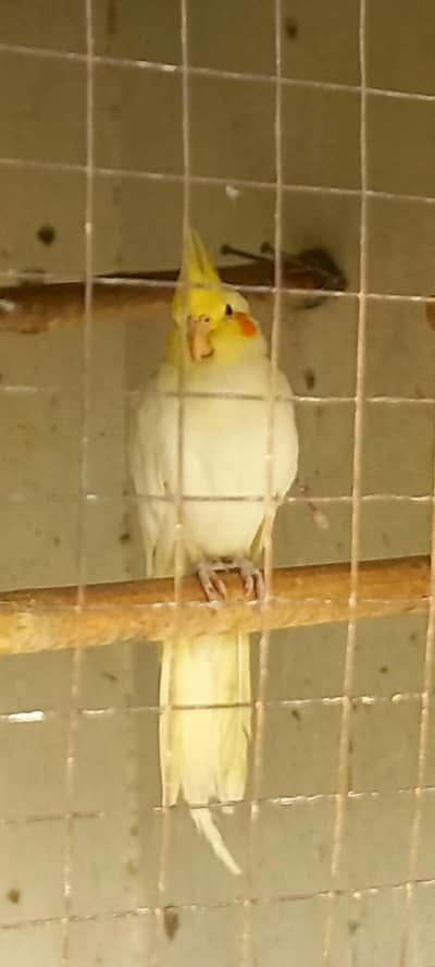 Cocktail ki breeder Female for Sale hy.