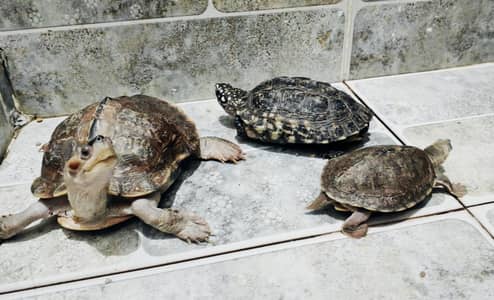 3 Turtles