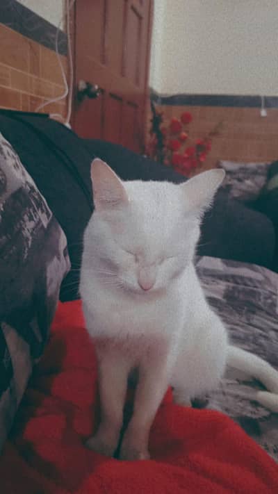 Adoption pure white female cat and kitten