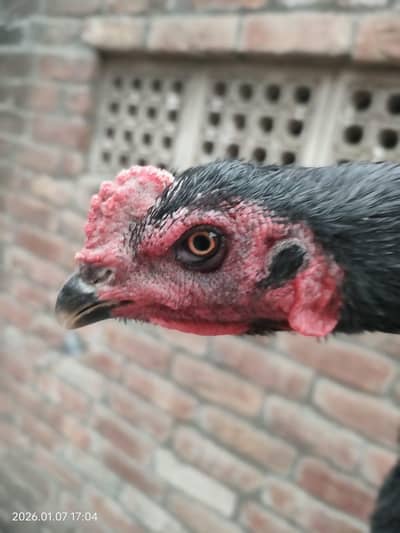 pure Thai aseel patha almost ready to bread