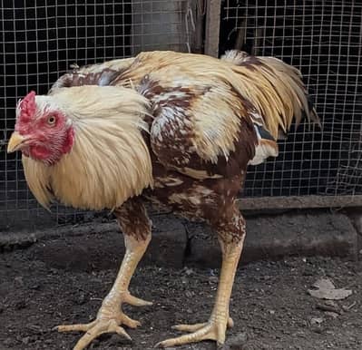 Peela Shajra Murgha For Sale