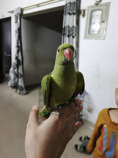 female parrot